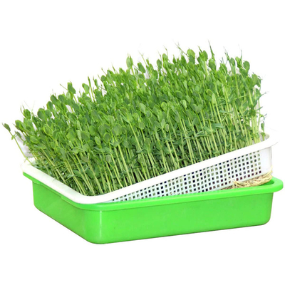 Bandejas hidropónicas de la planta de las bandejas plásticas del brote de la preservación del calor del poliestireno