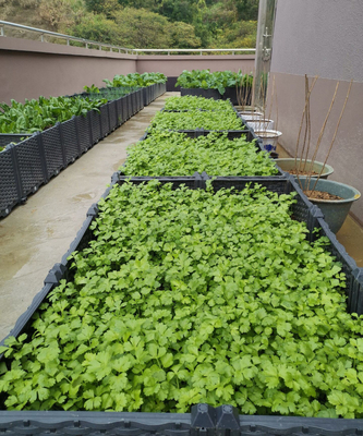 Altas cajas aumentadas plásticas del plantador de la prenda impermeable los 26CM para el peso ligero de los árboles frutales