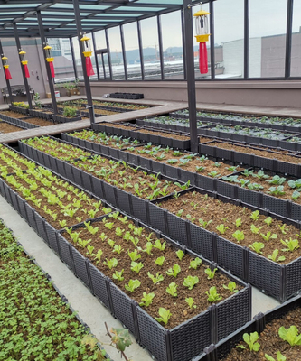 Altas cajas aumentadas plásticas del plantador de la prenda impermeable los 26CM para el peso ligero de los árboles frutales