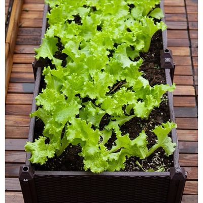 Equipo aumentado plástico del plantador de la cama del jardín de la caja del plantador del polipropileno del CE ISO9001